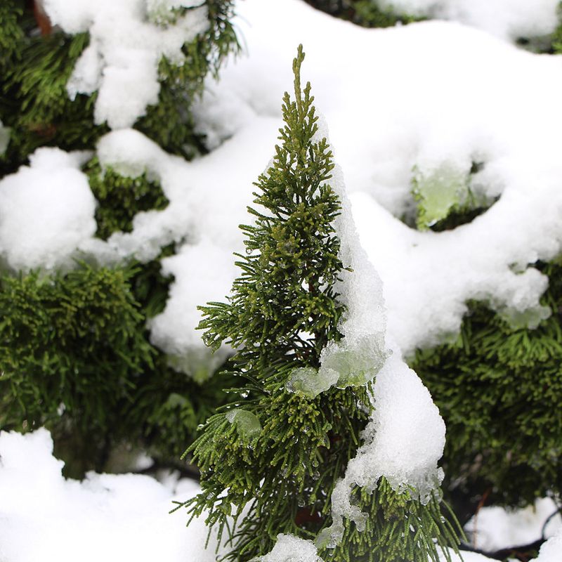 How To Help Shrubs Recover After Snow Damage?