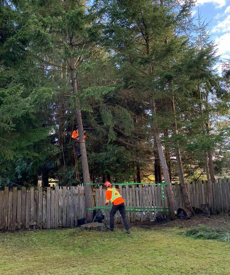 Your Right To Trim Roots