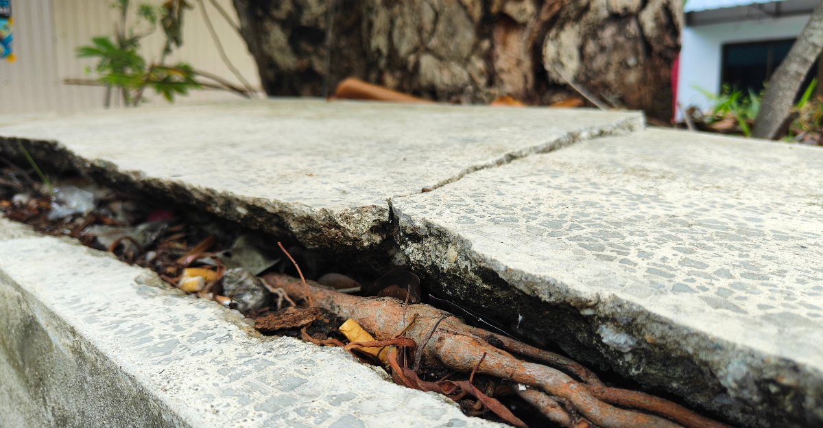 tree root damage in yard