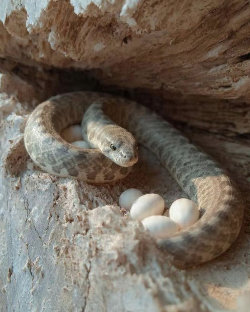 Confirm The Eggs Are From A Snake