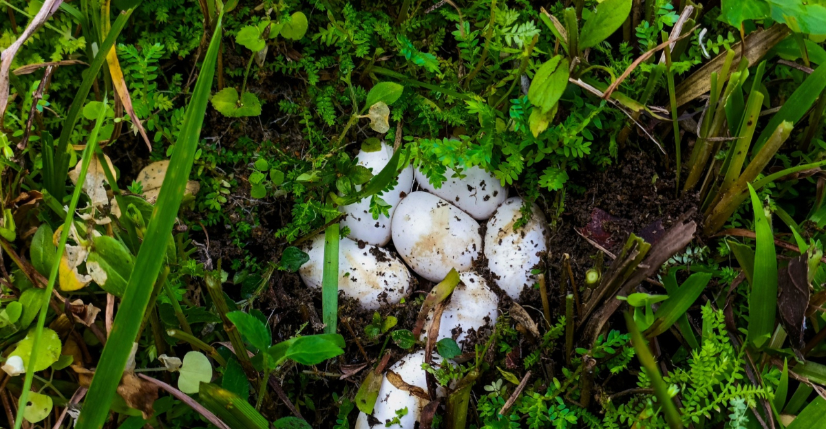 snake eggs in yard