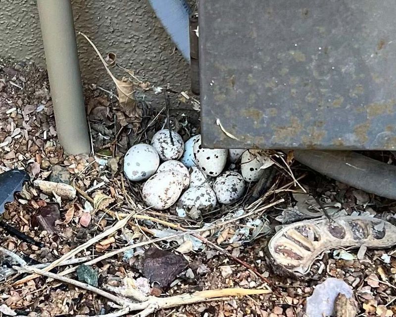 Identify The Eggs Before Taking Action