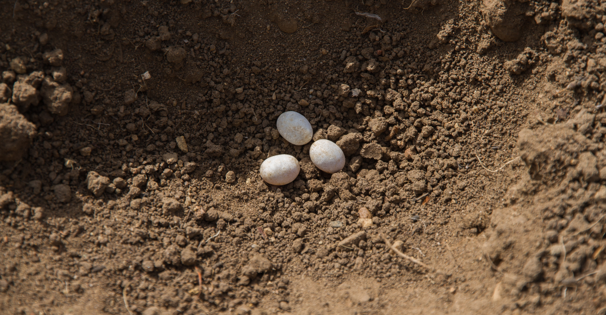 snake eggs (featured image)