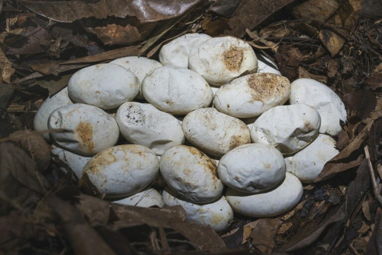 snake eggs