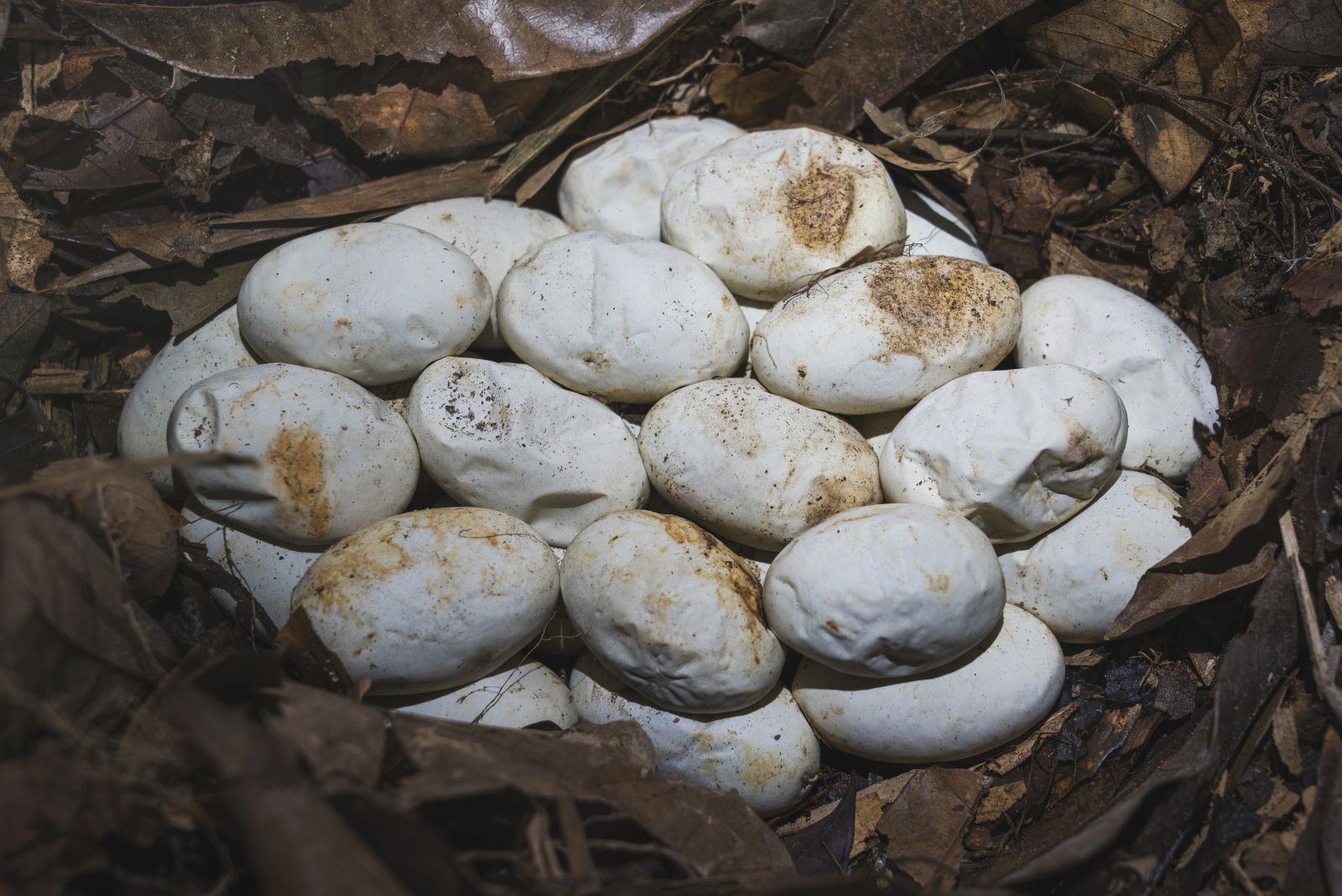 snake eggs