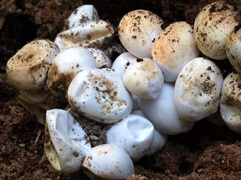 Don't Touch The Eggs