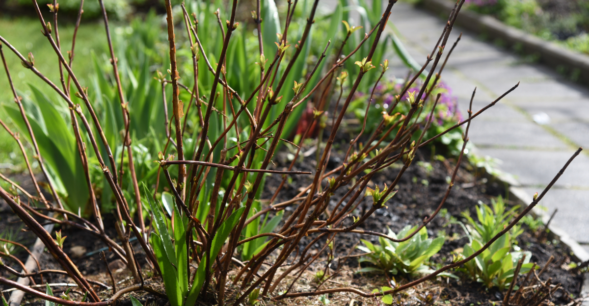 first leaves on hydrangea