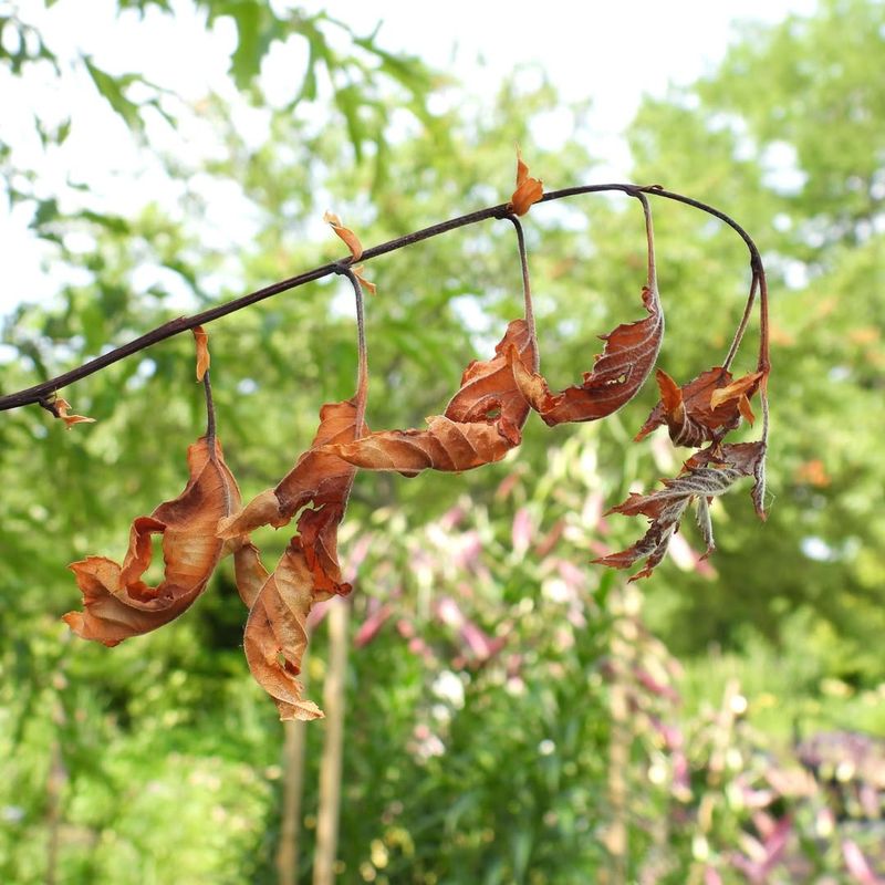 The Disease Explosion That Late Pruning Can Trigger