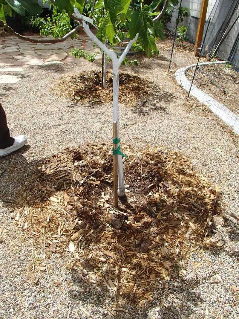 Refresh Mulch Around Citrus And Fruit Trees