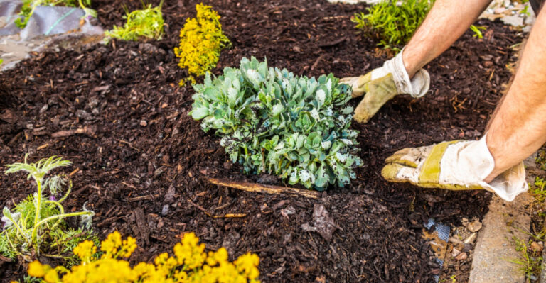 mulching garden