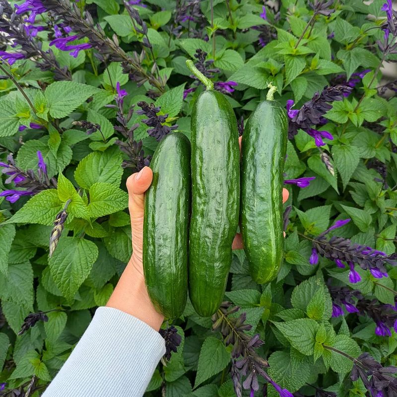 What To Plant During The First Quarter Moon 