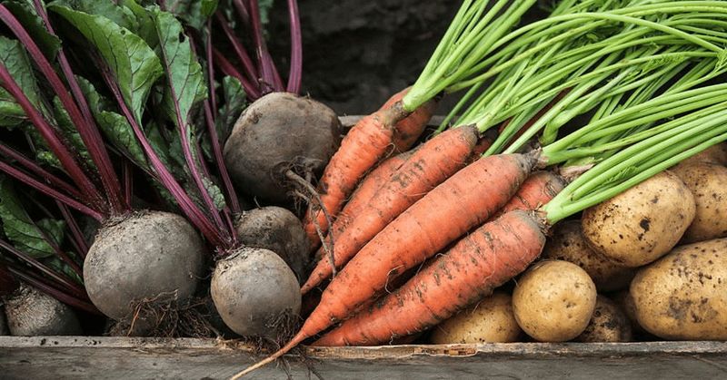 What To Plant During The Full Moon 