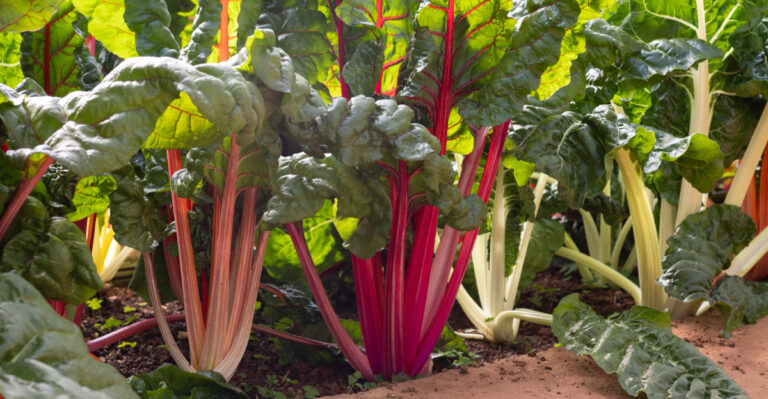 chard in garden