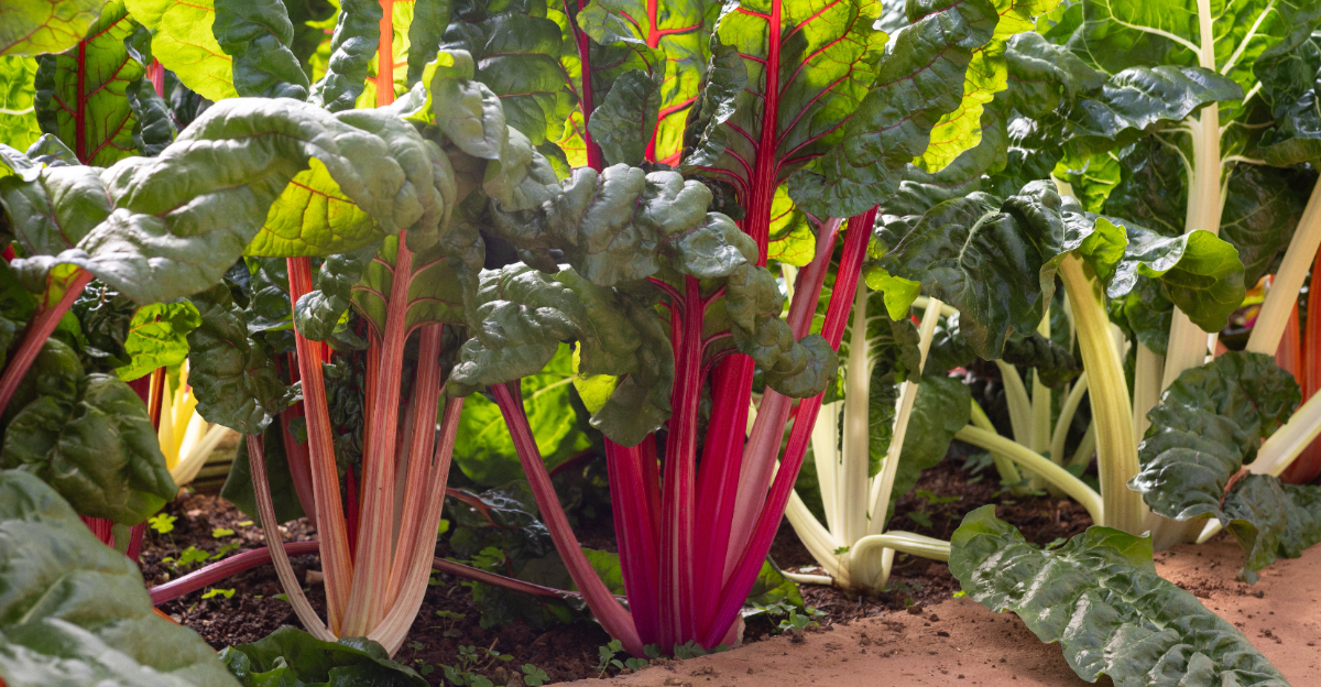 chard in garden