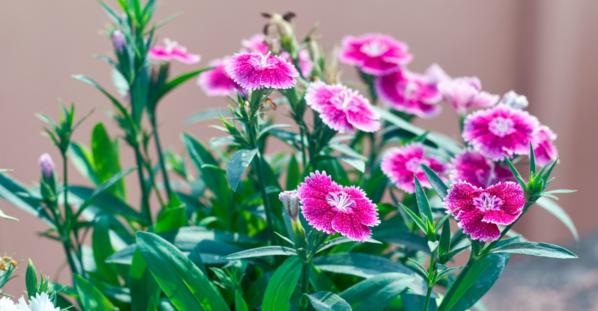 dianthus