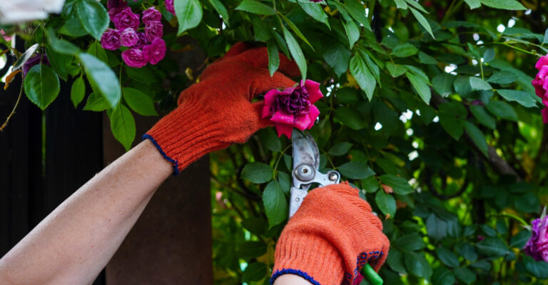 pruning roses