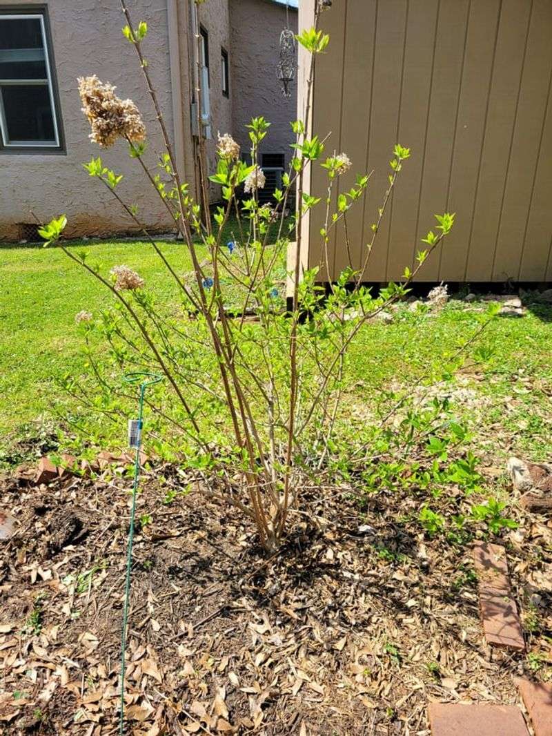 Prune For Light And Airflow