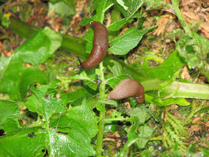 How Slugs Actually Damage Plants In Florida Gardens