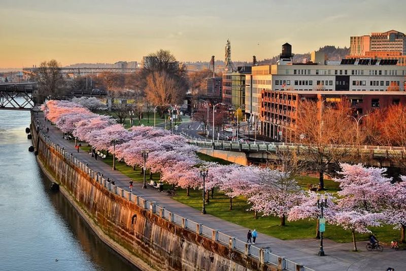 Best Time Of Day To See The Blossoms At Their Fullest
