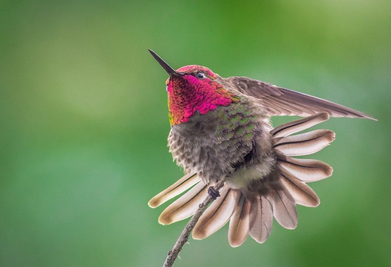 How You Can Support Winter Hummingbirds