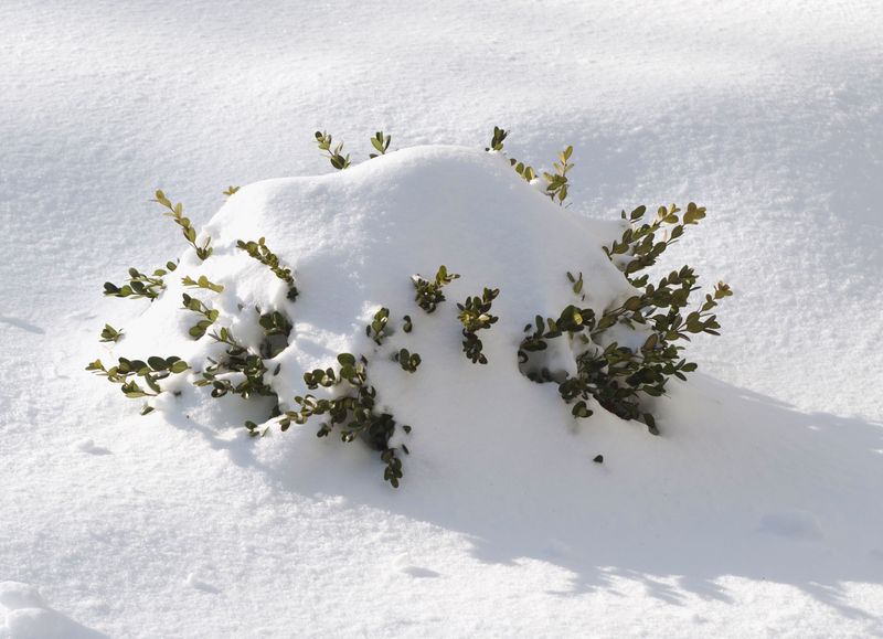 What To Do During Heavy Snowfall?