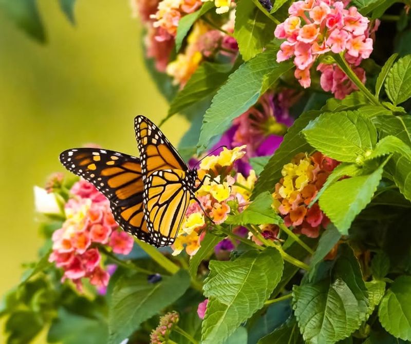 Choose Nectar Plants That Handle Arizona Heat