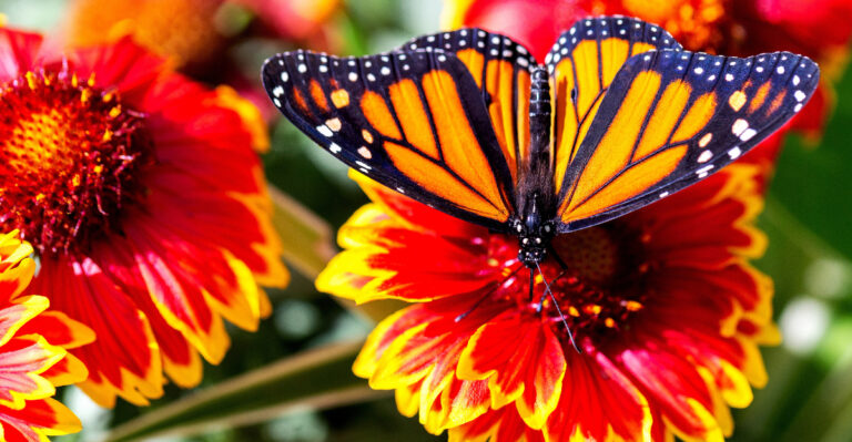 butterfly garden (featured image)