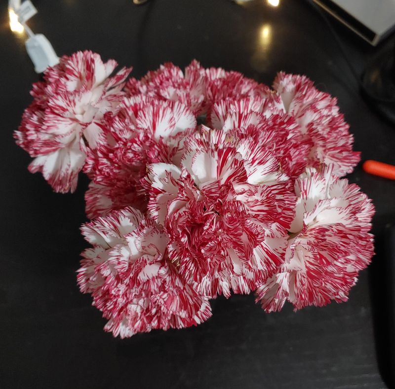 January — Carnation