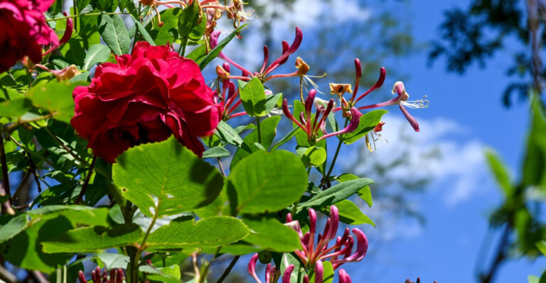 rose and honeysuckle flower