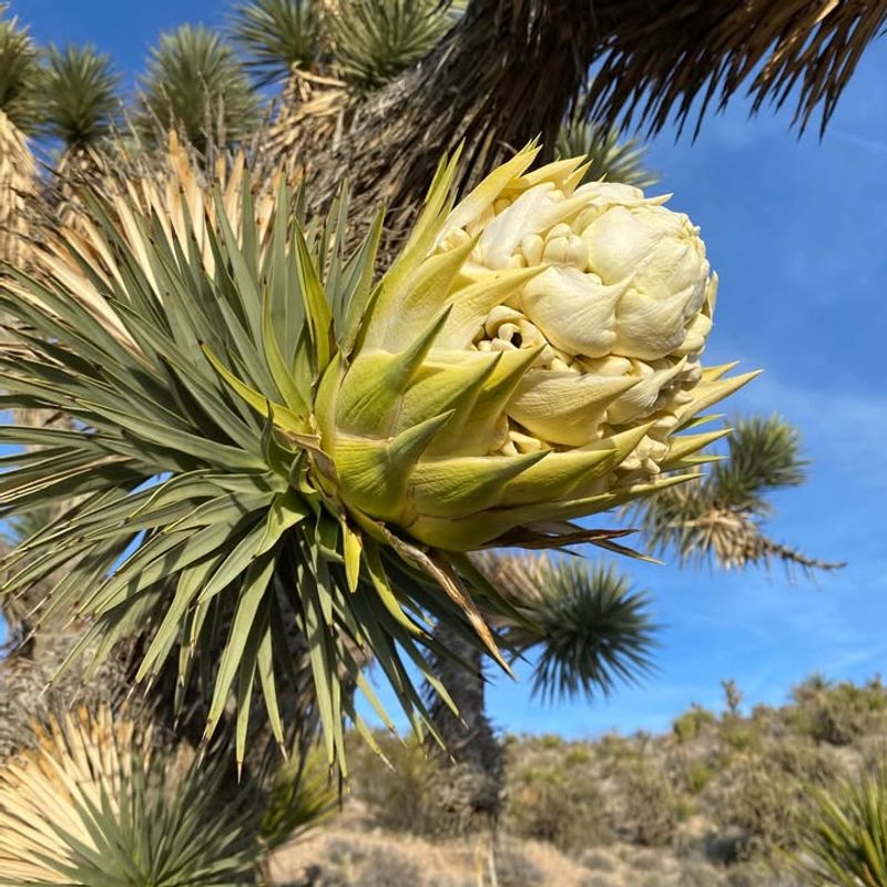 The Role Of Rain And Mild Weather