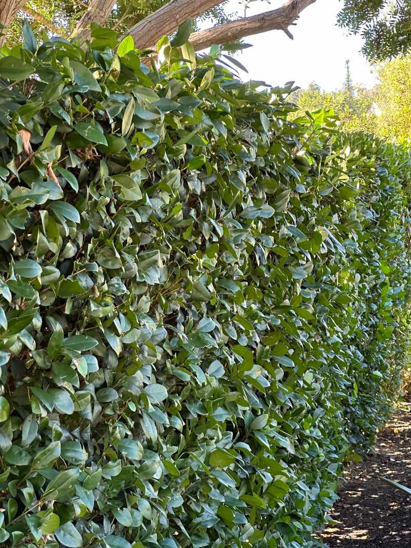 How To Avoid Conflict With Your Neighbor