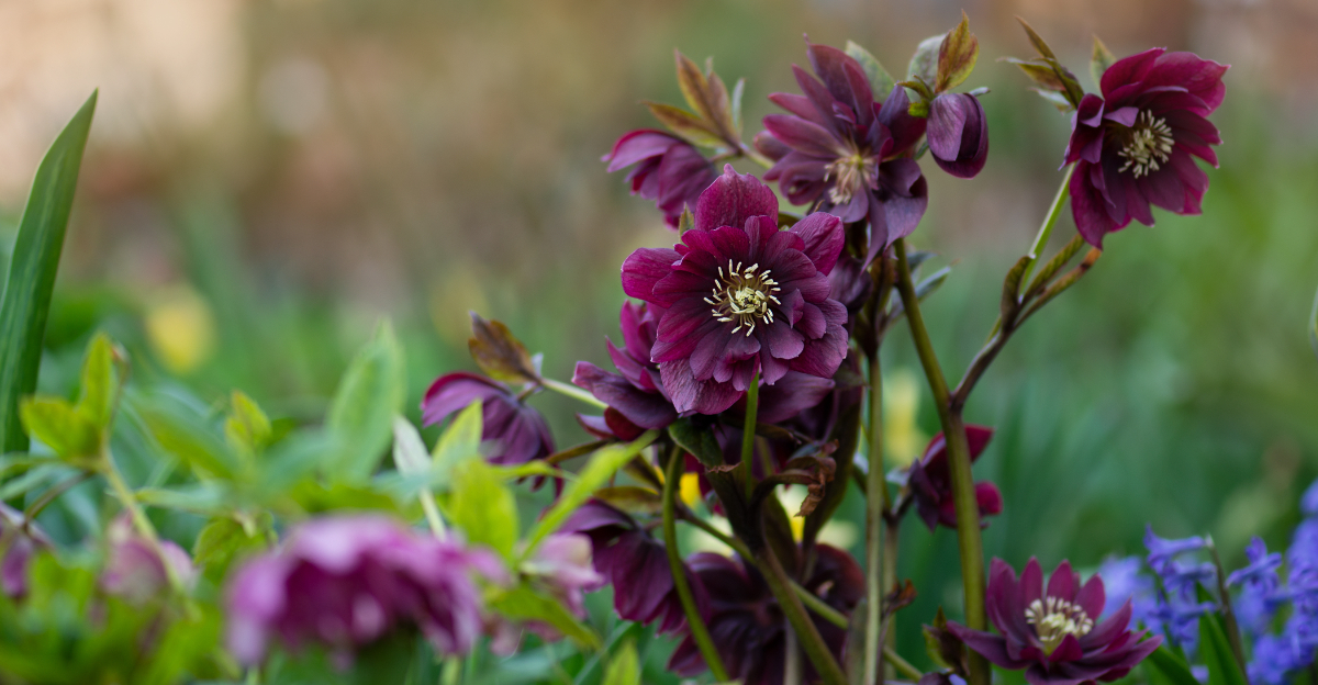 purple hellebores