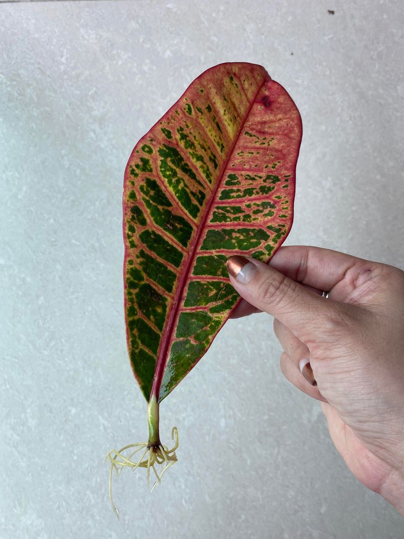 Wait For Roots First