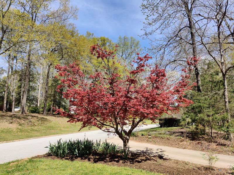 Why Pruning Timing Matters More In Georgia Than You Think