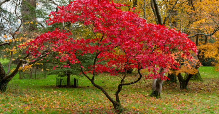 When And How To Prune Japanese Maples In Georgia For Healthy And Beautiful Trees