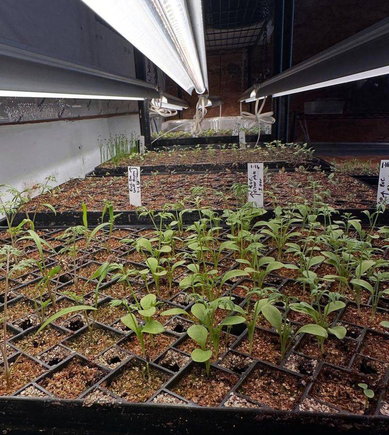 Moving Seedlings Outdoors The Right Way