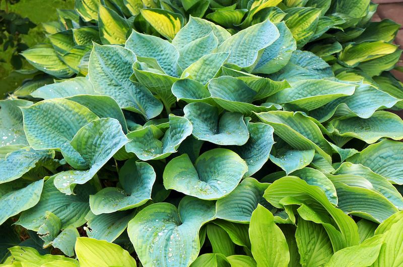 Why Timing Matters For Hostas In Texas