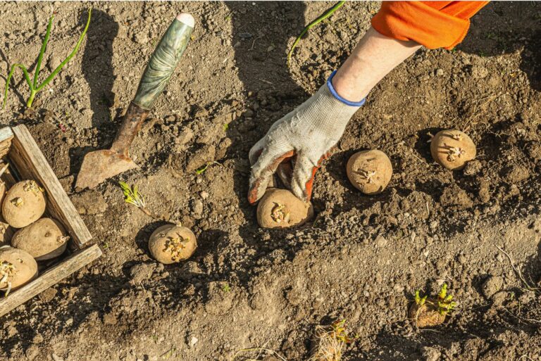 planting potatoes