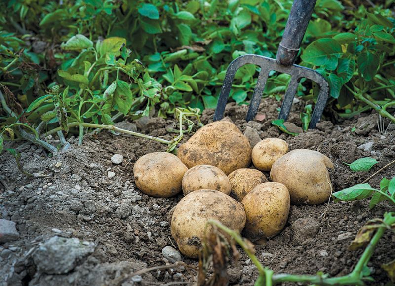 Potatoes In Pennsylvania Gardens
