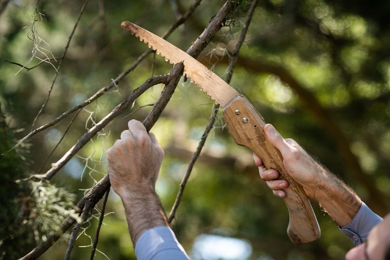Many Florida Trees Are Best Pruned In Late Winter