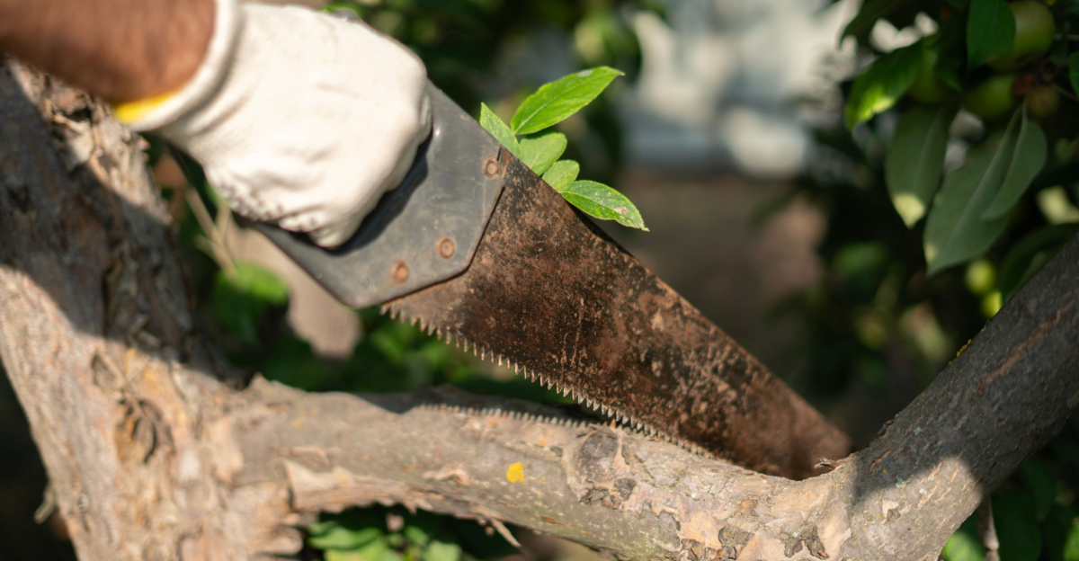 tree pruning