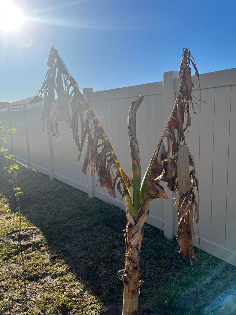 What Recovers And What Does Not After Frost