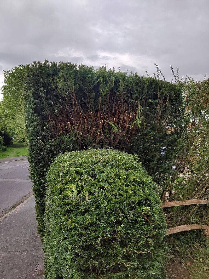 How To Avoid Hedge Disputes 