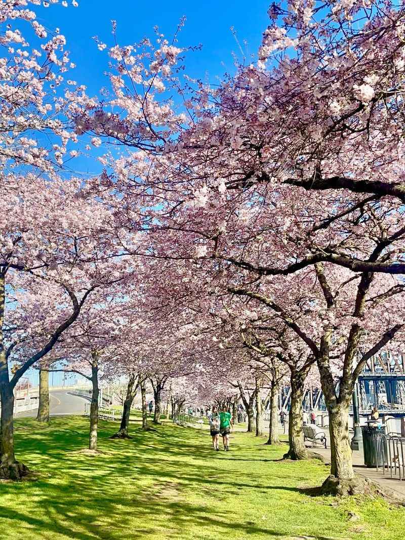 The Short But Spectacular Peak Bloom Window