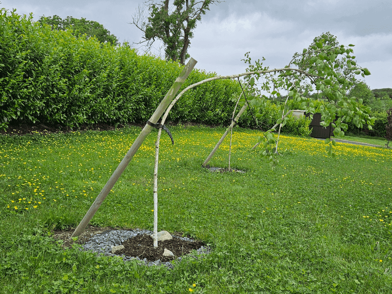 Common Staking Mistakes 