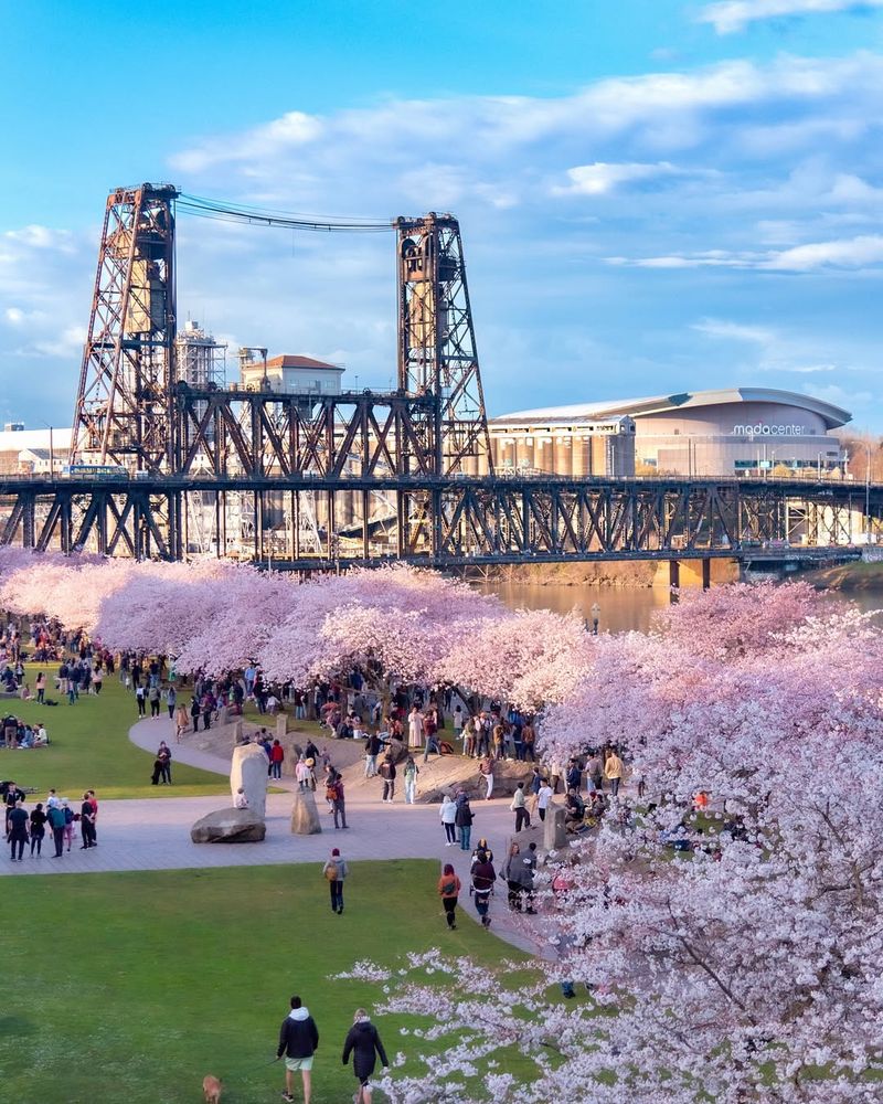 Portland's Cherry Blossom Season At A Glance