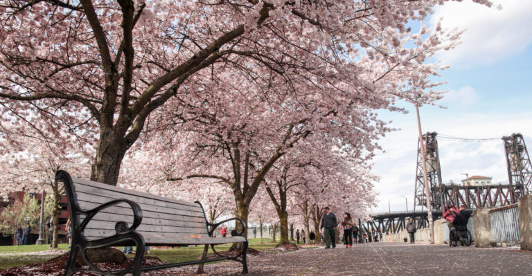 portland cherry blossoms