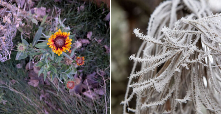 frost in garden
