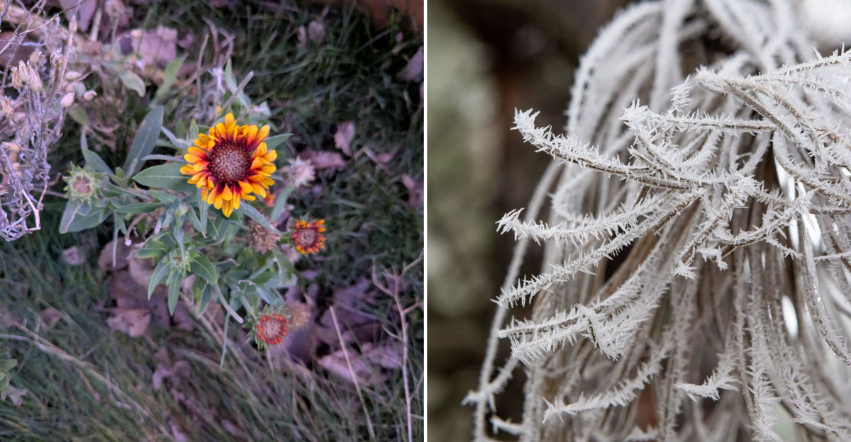 frost in garden