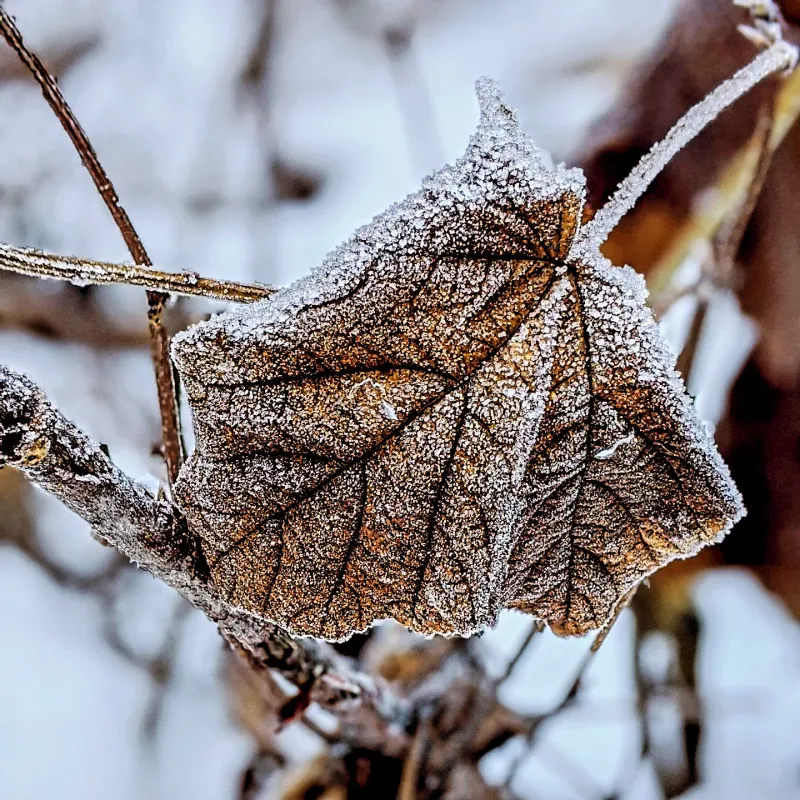 Why The Last Frost Matters To Gardeners